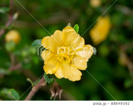 Close up Broom weed, Two-beaked, Snake's Tongue flower on branch with blur background. 88649392
