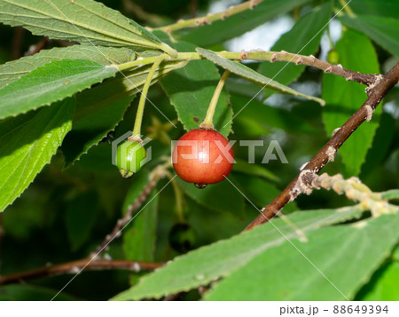 Close up Jam tree, Jamaican cherry, Malayan Cherry, West Indian Cherry. 88649394
