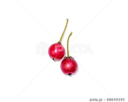 Close up Jam tree, Jamaican cherry, Malayan Cherry, West Indian Cherry. 88649395