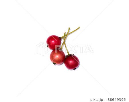 Close up Jam tree, Jamaican cherry, Malayan Cherry, West Indian Cherry. 88649396