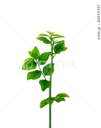Close up Star gooseberry leaves on white background. 88649397