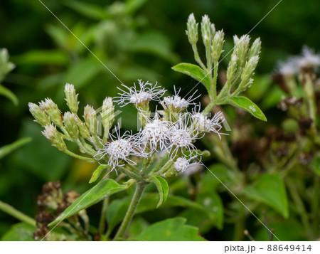 Bitter bush, Christmas bush, Devil weed, Camfhur grass on blur background. Bitter bush, Christmas bush, Devil weed, Camfhur grass on blur background. 88649414