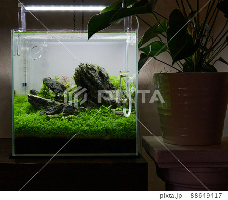 Small cubic aquascaped aquarium with live plants, rocks and plant carpet by hemianthus callitrichoides Cuba. Stands near the room plant anthurium in the white pot. 88649417