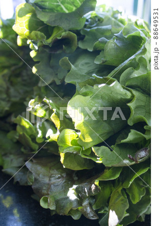 Whole romaine lettuce, unwashed or cut Whole romaine lettuce, unwashed or cut 88649531