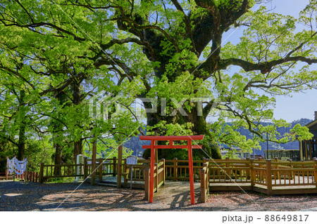 日本一の巨樹　蒲生の大クス 88649817