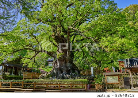 日本一の巨樹　蒲生の大クス 88649818