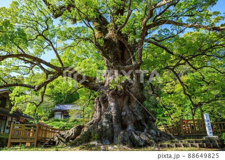 日本一の巨樹　蒲生の大クス 88649825