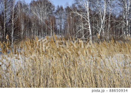 Yellow reeds in a winter field in the forest 88650934