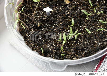 Green seedlings of plants in spring in pots 88651074