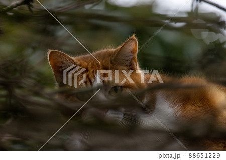 Beautiful Orange red and white Cat with tiger pattern in a Tree hiding behind the branches, hunting 88651229