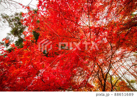 秋の信州青木村 紅葉の大法寺 秋の信州青木村 紅葉の大法寺 88651689