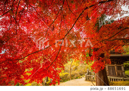 秋の信州青木村 紅葉の大法寺 国宝三重塔 秋の信州青木村 紅葉の大法寺 国宝三重塔 88651691