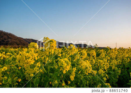菜の花 88651740