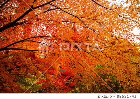 秋の信州青木村　紅葉の大法寺 88651743