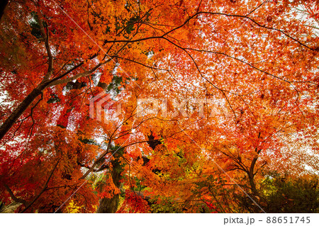 秋の信州青木村 紅葉の大法寺 秋の信州青木村 紅葉の大法寺 88651745