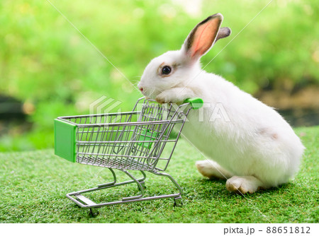 Rabbit with empty shopping cart on green bokeh background Rabbit with empty shopping cart on green bokeh background 88651812