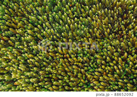 Green moss texture. Beautiful natural background. Top view. Use for interior layouts. Soft focus. Green moss texture. Beautiful natural background. Top view. Use for interior layouts. Soft focus. 88652092