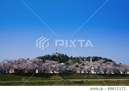 足羽川桜並木 足羽山公園 日本さくら名所100選 足羽川桜並木 足羽山公園 日本さくら名所100選 88652172