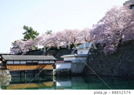 春の花　桜　福井城址　ソメイヨシノ 88652574