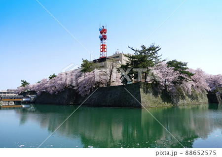 春の花　桜　福井城址　ソメイヨシノ 88652575