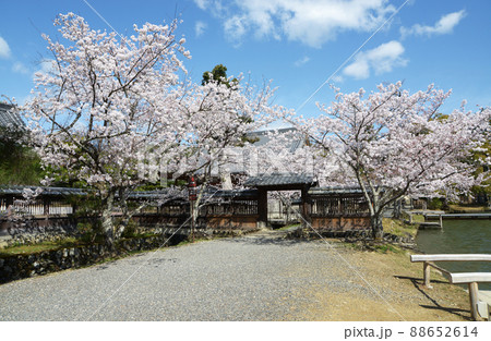 春の大沢池　入口の満開の桜　京都市右京区 88652614