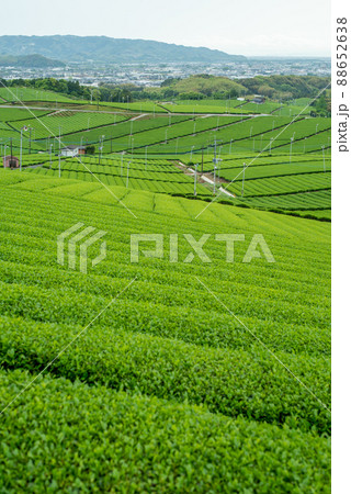 福岡県八女市の玉露で有名な大茶園 福岡県八女市の玉露で有名な大茶園 88652638