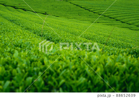 福岡県八女市の玉露で有名な大茶園 福岡県八女市の玉露で有名な大茶園 88652639