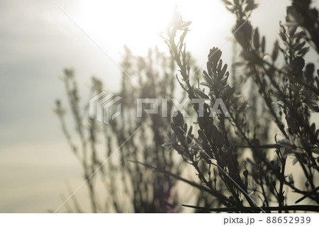 Backlight winter flowers 88652939