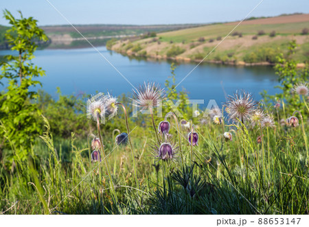 Amazing spring view on the Dnister River Canyon with Pulsatilla patens or Prairie Crocus or Pasque flower flowers. This place named Shyshkovi Gorby, Nahoriany, Chernivtsi region, Ukraine. Amazing spring view on the Dnister River Canyon with Pulsatilla patens or Prairie Crocus or Pasque flower flowers. This place named Shyshkovi Gorby, Nahoriany, Chernivtsi region, Ukraine. 88653147