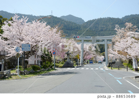 春の日吉大社　参道の桜と大鳥居　滋賀県大津市坂本 88653689