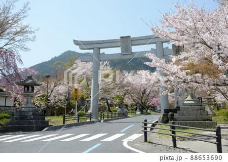 春の日吉大社　参道の桜と大鳥居　滋賀県大津市坂本 88653690