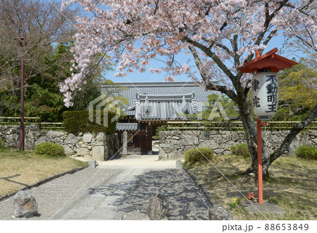 春の日吉大社　参道の律院の桜　滋賀県大津市坂本 88653849