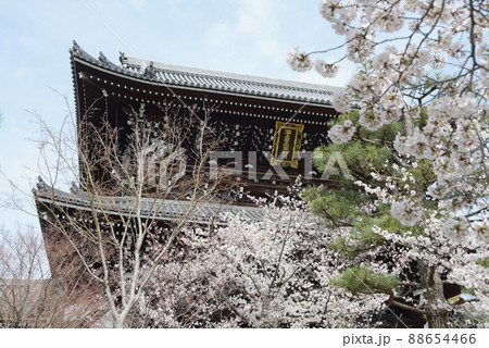 春の金戒光明寺　山門　京都市左京区黒谷 88654466