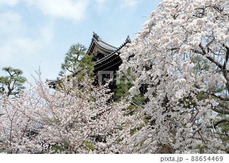 春の金戒光明寺 山門 京都市左京区黒谷 春の金戒光明寺 山門 京都市左京区黒谷 88654469
