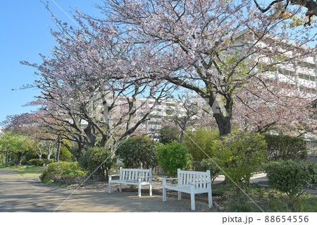 東京都越中島公園の桜の風景 東京都越中島公園の桜の風景 88654556