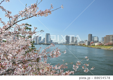 東京都越中島公園付近から晴海方面を見た風景 88654578