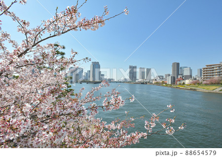 東京都越中島公園付近から晴海方面を見た風景 88654579