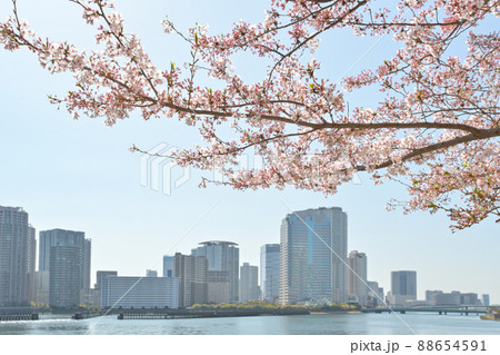 東京都中之島相生橋付近から桜の花越しに豊洲方面を見た風景 88654591