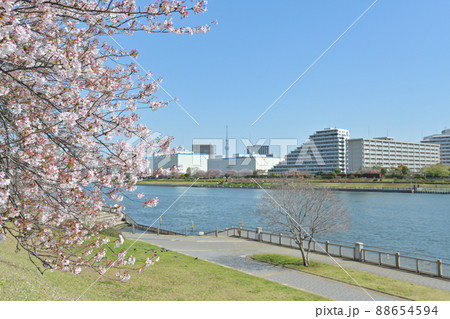 東京都隅田川テラスから越中島公園を見た風景 東京都隅田川テラスから越中島公園を見た風景 88654594