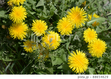 タンポポ 花模様 タンポポ 花模様 88654629