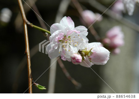 花桃 花桃 88654638