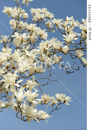 ハクモクレン　花模様 88654743