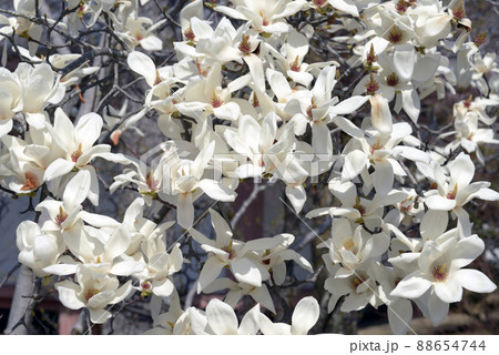 ハクモクレン 花模様 ハクモクレン 花模様 88654744