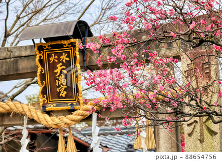 京都、水火天満宮の梅 88654756