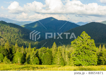Beautiful nature and wonderful landscape with lush green forests and vegetation in the Synevyr valley of the Carpathian mountains in Ukraine. Fresh green meadows and blooming wildflowers. 88654871