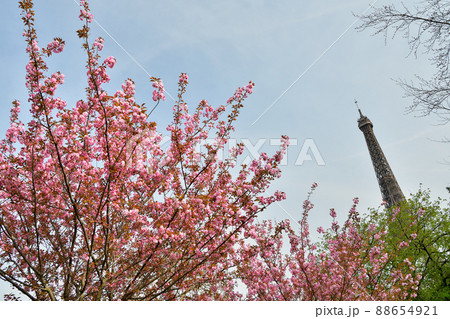 フランス・パリ。桜の花とエッフェル塔。2022年3月28日撮影。 フランス・パリ。桜の花とエッフェル塔。2022年3月28日撮影。 88654921