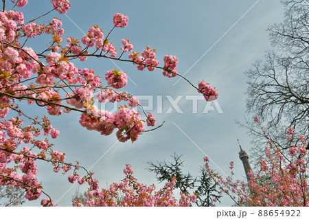 フランス・パリ。桜の花とエッフェル塔。2022年3月28日撮影。 88654922