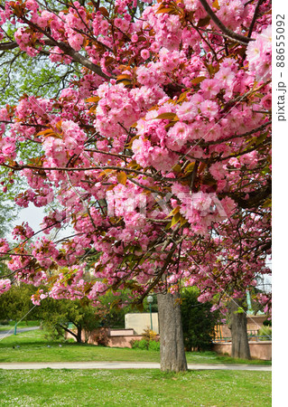 フランス・パリ。トロカデロ庭園に咲いている桜の花。2022年3月28日撮影。 88655092