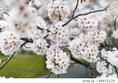 埼玉県富士見市 びん沼自然公園の桜並木 埼玉県富士見市 びん沼自然公園の桜並木 88655120