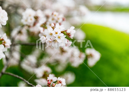 埼玉県富士見市　びん沼自然公園の桜並木 88655123
